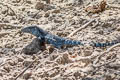 Rainbow Whiptail Cnemidophorus lemniscatus