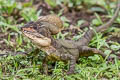 Western Basilisk Basiliscus galeritus