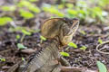 Western Basilisk Basiliscus galeritus