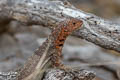 Espanola Lava Lizard Microlophus delanonis