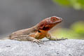 Espanola Lava Lizard Microlophus delanonis