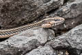 Espanola Racer Pseudalsophis hoodensis