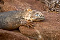 Galapagos Land Iguana Conolophus subcristatus