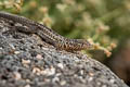 Galapagos Lava Lizard Microlophus albemarlensis (Albemarle Lava Lizard)