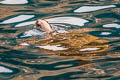 Green Turtle Chelonia mydas