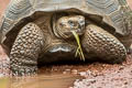 Indefatigable Giant Tortoise Chelonoidis porteri