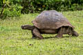 Indefatigable Giant Tortoise Chelonoidis porteri