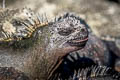 Marine Iguana Amblyrhynchus cristatus