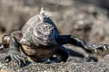 Marine Iguana Amblyrhynchus cristatus