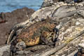 Marine Iguana Amblyrhynchus cristatus