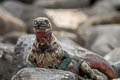 Marine Iguana Amblyrhynchus cristatus