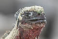 Marine Iguana Amblyrhynchus cristatus