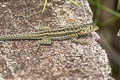 Santa Cruz Lava Lizard Microlophus indefatigabilis