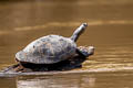 Yellow-spotted River Turtle Podocnemis unifilis (Yellow-headed Sideneck)