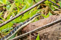 Common Bronzeback cf. pictus (Painted Bronzeback)