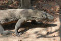 Quince Monitor Lizard Varanus melinus