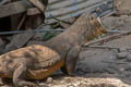 Quince Monitor Lizard Varanus melinus