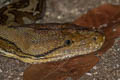 Reticulated Python Malayopython reticulatus