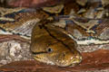 Reticulated Python Malayopython reticulatus