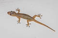 Spiny-tailed House Gecko Hemidactylus frenatus (Asian House Gecko)