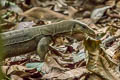 South-east Asian Monitor Varanus nebulosus