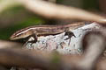 Copper-tailed Skink Emoia cyanura