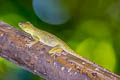 Amazon Green Anole Anolis punctatus (Spotted Anole)