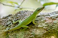 Amazon Green Anole Anolis punctatus (Spotted Anole)