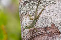 Amazon Green Anole Anolis punctatus (Spotted Anole)