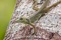 Amazon Green Anole Anolis punctatus (Spotted Anole)