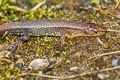 Boulenger's Largescale Lizard Alopoglossus brevifrontalis