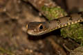 Olive Forest Racer Dendrophidion dendrophis