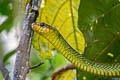 South American Sipo Chironius multiventris