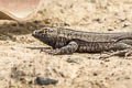 Theresia's Pacific Iguana Microlophus theresiae