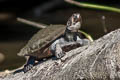 Yellow-spotted River Turtle Podocnemis unifilis (Yellow-headed Sideneck)