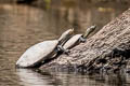 Yellow-spotted River Turtle Podocnemis unifilis (Yellow-headed Sideneck)