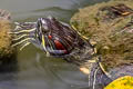 Red-eared Slider Trachemys scripta