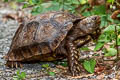 Asian Brown Tortoise Manouria amys (Asian Giant Tortoise) 