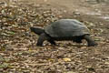 Asian Brown Tortoise Manouria amys (Asian Giant Tortoise) 