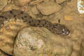 Asian Bckadam Cerberus rynchops (Dog-faced Water Snake)