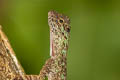 Barred Gliding Lizard Draco taeniopterus (Narrow-lined Gliding Lizard)