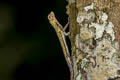 Beautiful Gliding Lizard Draco formosus