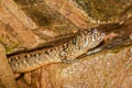 Berdmore's Stream Skink Tropidophorus berdmorei