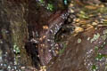 Berdmore's Stream Skink Tropidophorus berdmorei