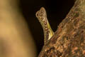 Blanford's Gliding Lizard Draco blandfordii