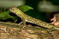 Blanford's Gliding Lizard Draco blandfordii