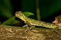 Blanford's Gliding Lizard Draco blandfordii