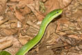 Blue-eyed Racer Gonyosoma coeruleum