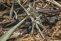 Bowring's Slender Skink Subdoluseps bowringii  (Bowring's Supple Skink)