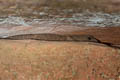 Broad-scaled Stream Skink Tropidophorus latiscutatus (Broad-scaled Water Skink)